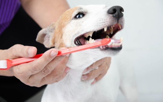 Advantages Of Mobile Pet Grooming In Kendall