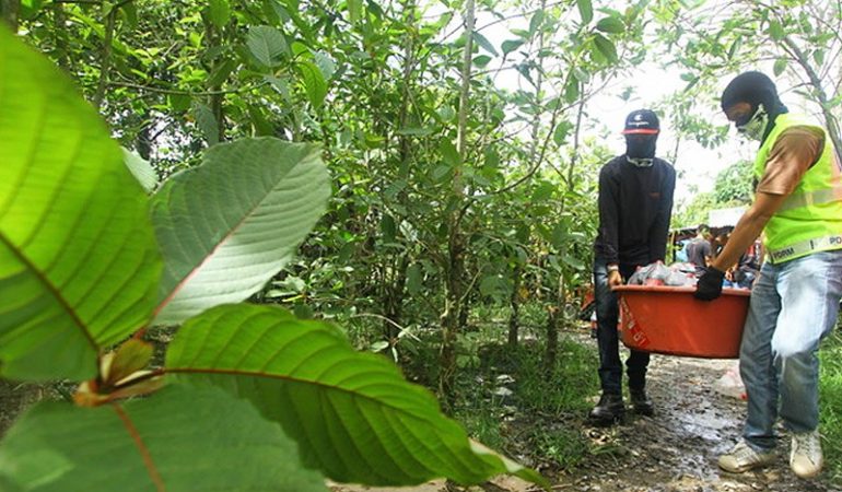 Phoenix New Times :SowYour Kratom Tree…‼