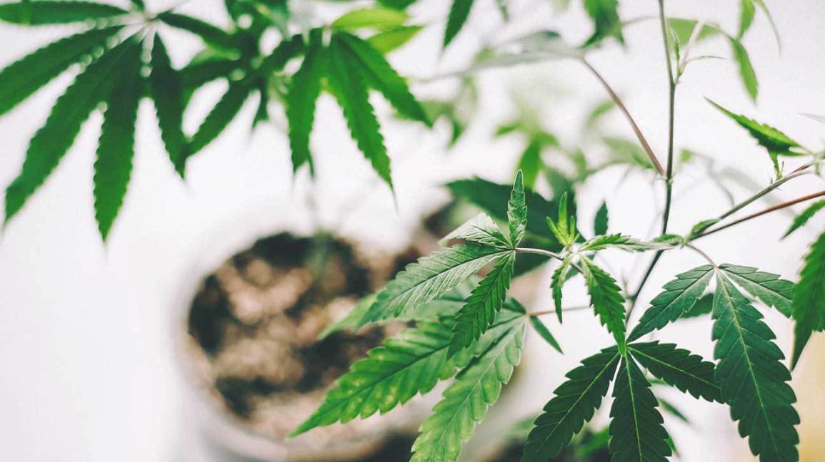 Use Of CBD Oil For Anxiety