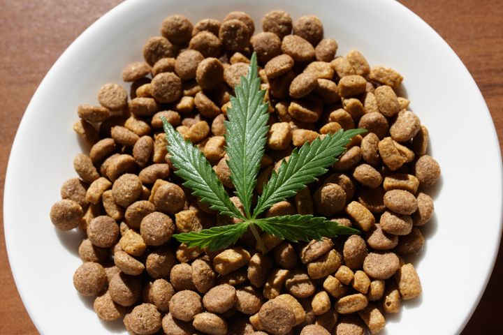 CBD pet capsules