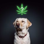 Exploring the Rise of CBD Products for Pet Relaxation
