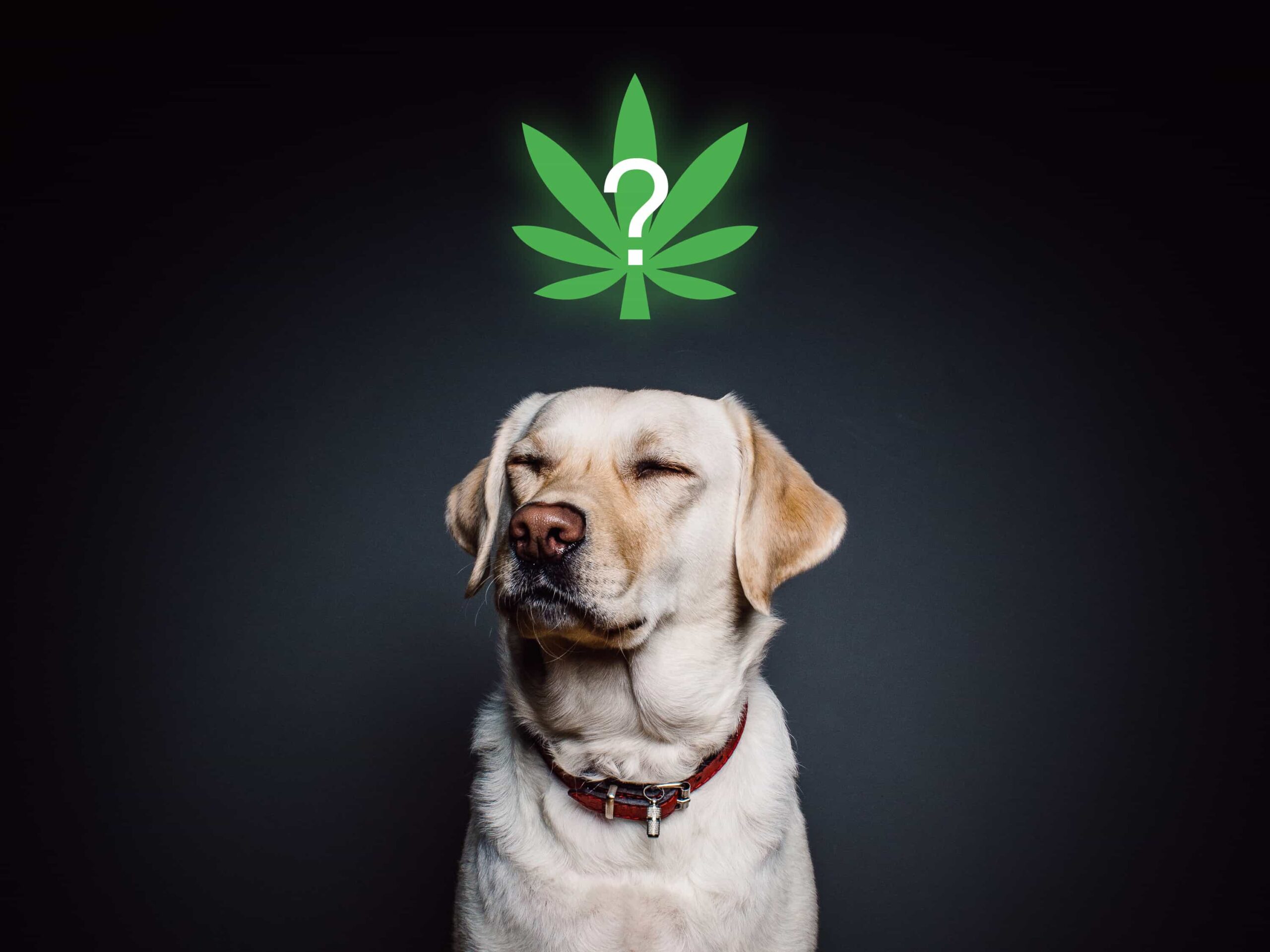 Exploring the Rise of CBD Products for Pet Relaxation