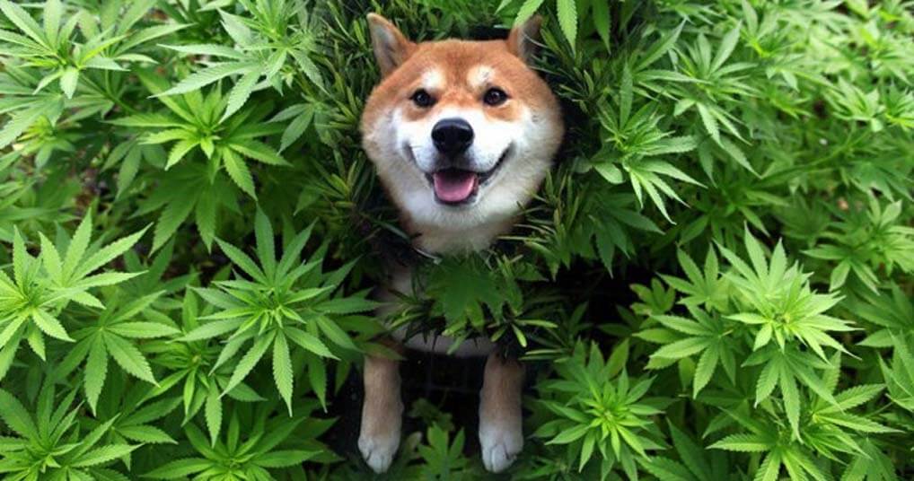 cbd dog treats